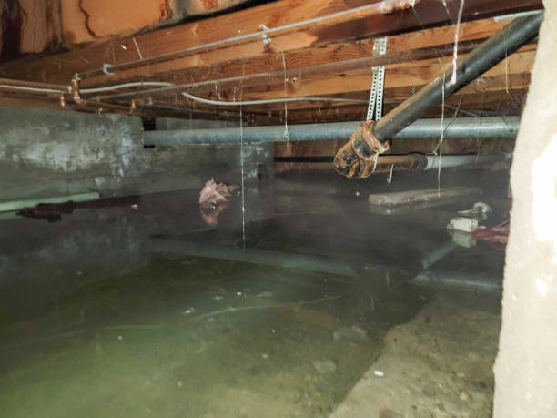 Best Water damage restoration cost  in South San Francisco, CA